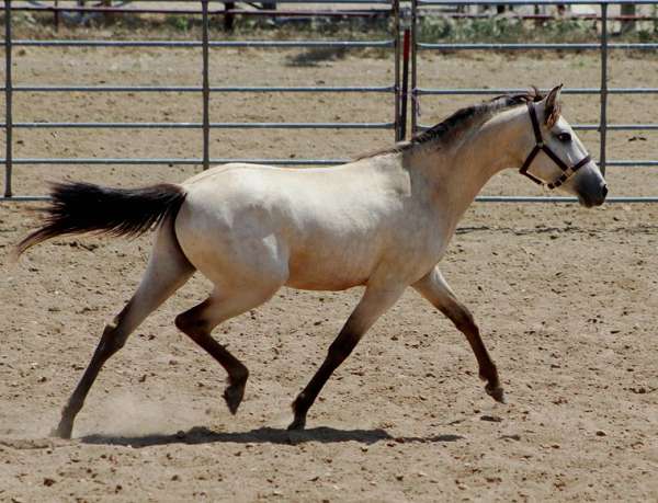 buckskin-spanish-mustang-for-sale