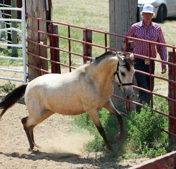 all-spanish-mustang-horse