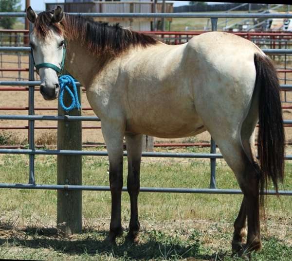 amateur-spanish-mustang-horse