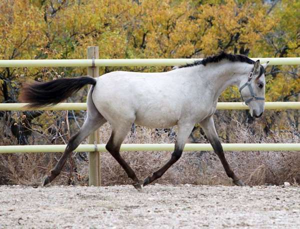 amateur-owner-spanish-mustang-horse