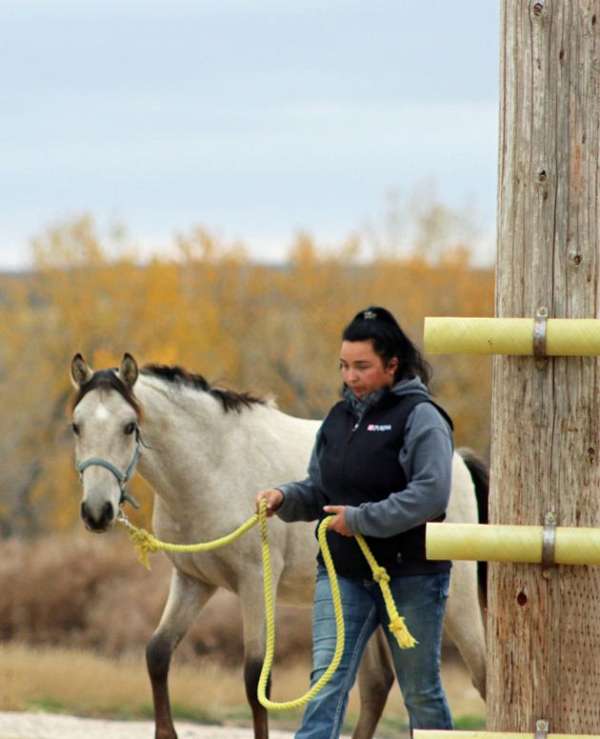 beautiful-buckskin-spanish-mustang-horse