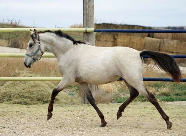 buckskin-spanish-mustang-horse