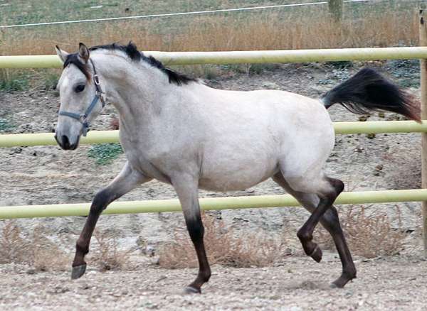 buckskin-gelding-spanish-mustang-horse