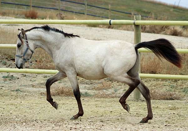 dam-spanish-mustang-horse