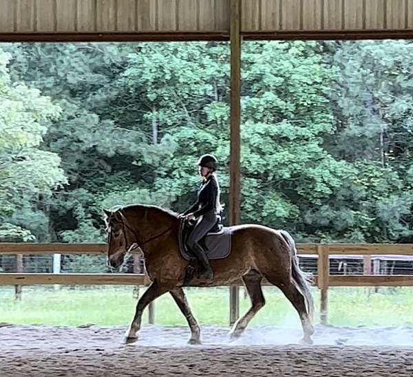 chocolate-belgian-mare