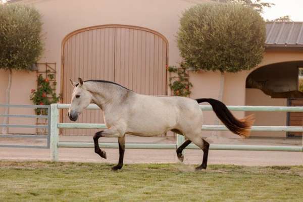 buckskin-color-producer-homozygous-horse