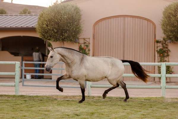 perlino-pre-foal