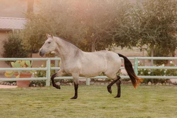 buckskin-none-horse