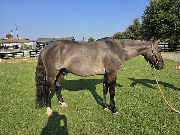 quarter-pony-gelding