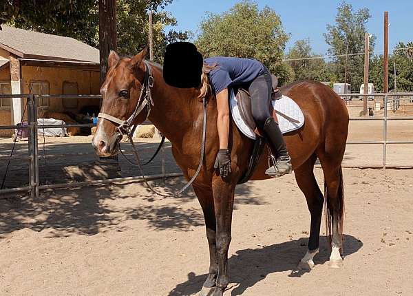 ridden-western-akhal-teke-horse