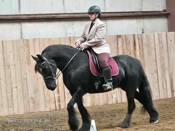 friesian-gypsy-vanner-pony