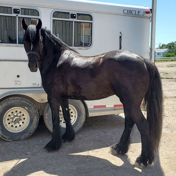 gypsian-gypsy-vanner-pony