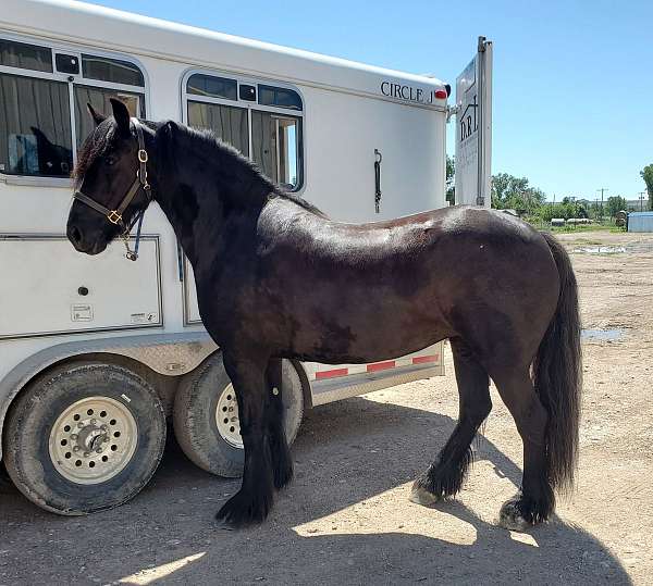 gypsy-cross-vanner-pony