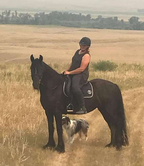 ranch-versatility-gypsy-vanner-pony