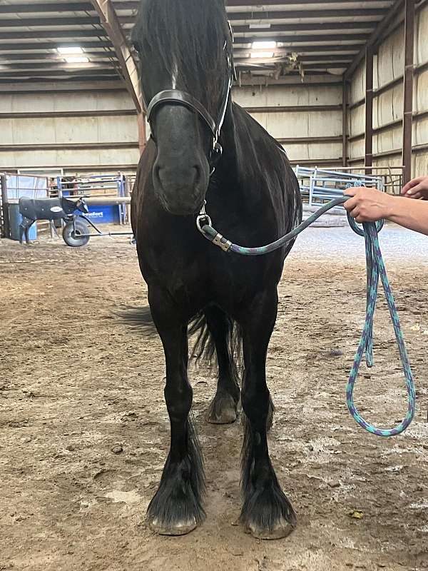 western-riding-gypsy-vanner-pony