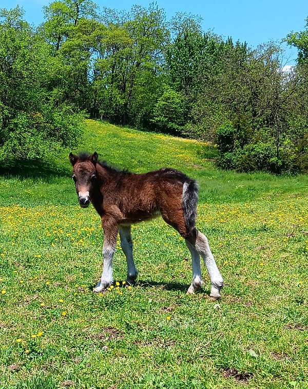 bay-roan-pony-colt