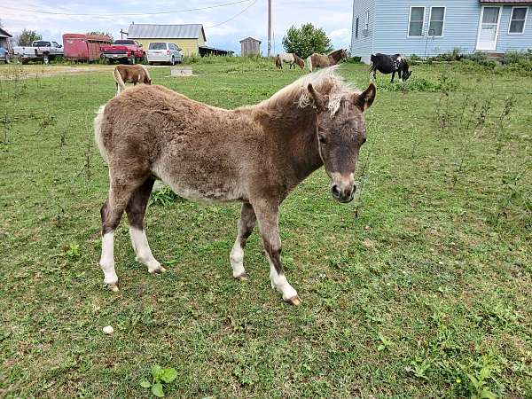 silver-dapple-pinto-horse