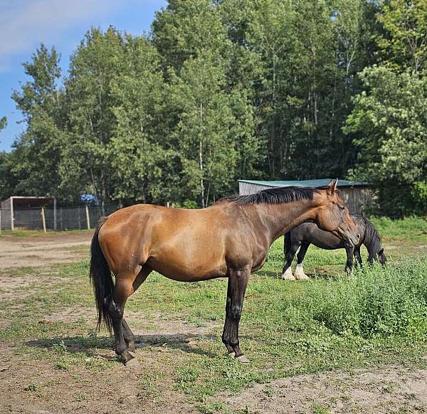 dressage-thoroughbred-horse