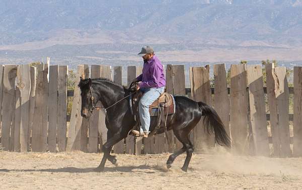 all-around-standardbred-horse