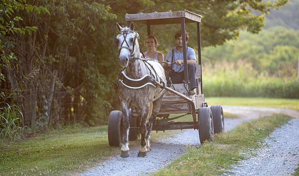 colton-gelding