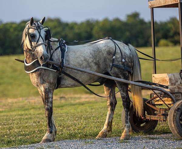 beginner-novice-quarter-horse