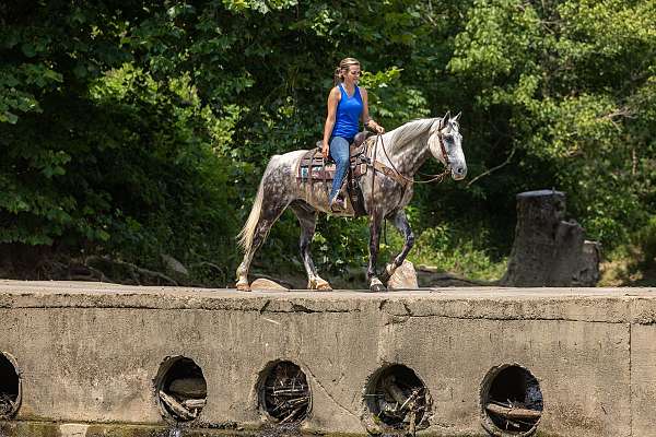 beginner-safe-quarter-horse