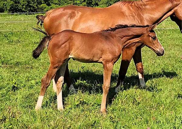 kwpn-warmblood-filly