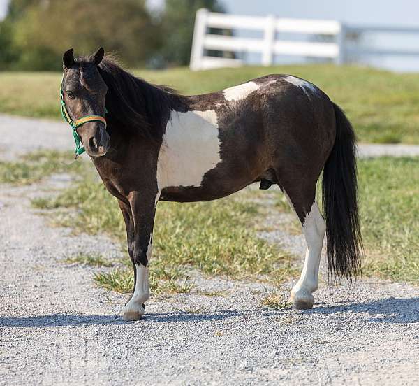 black-white-spotted-pony-gelding