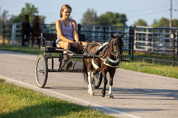 gentle-pony-spotted-pony