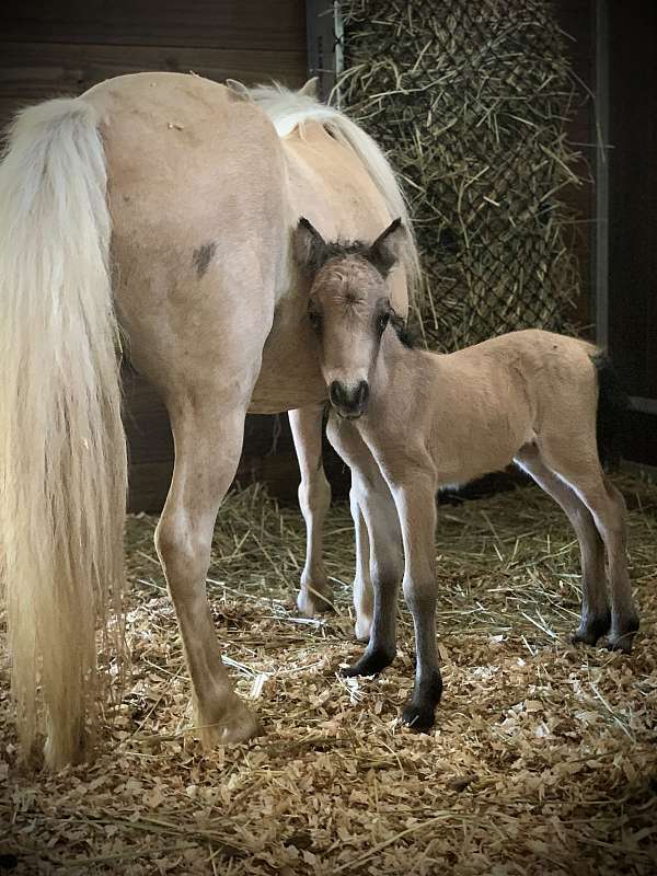 breeding-double-registered-miniature-pony