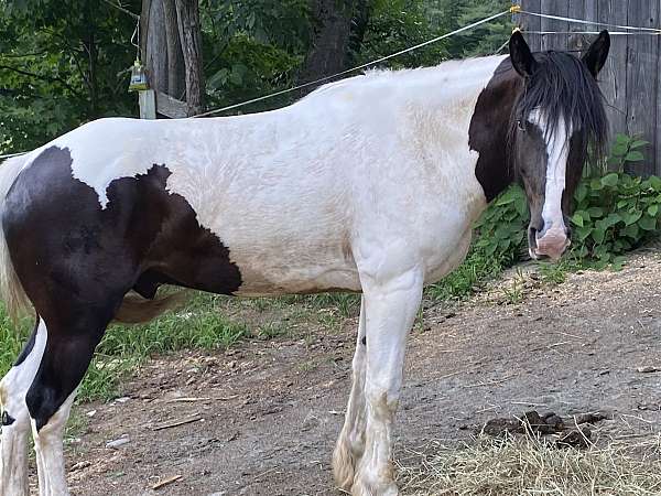 tobiano-all-around-horse