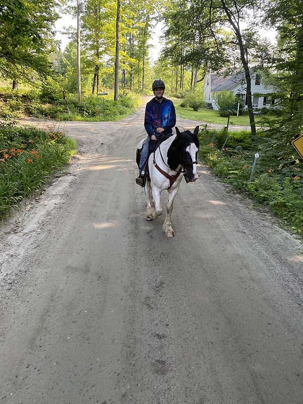 all-around-gypsy-vanner-horse