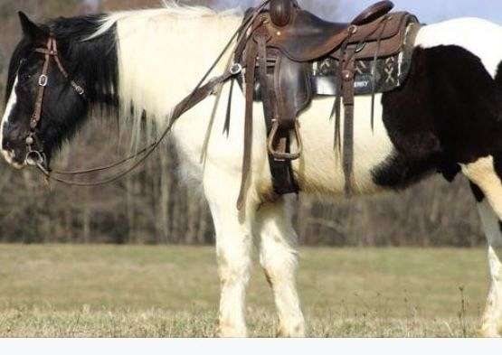 domino-gypsy-vanner-horse