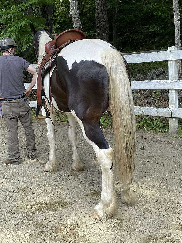 finish-your-way-gypsy-vanner-horse