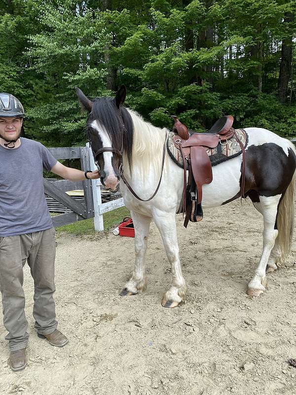 percheron-gypsy-vanner-horse