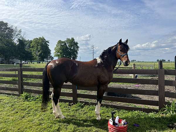 halter-pinto-quarter-horse