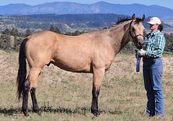 calm-headed-quarter-horse