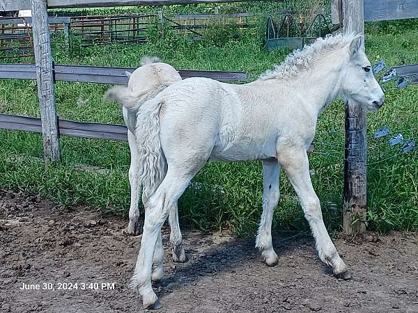 10-hand-fjord-horse