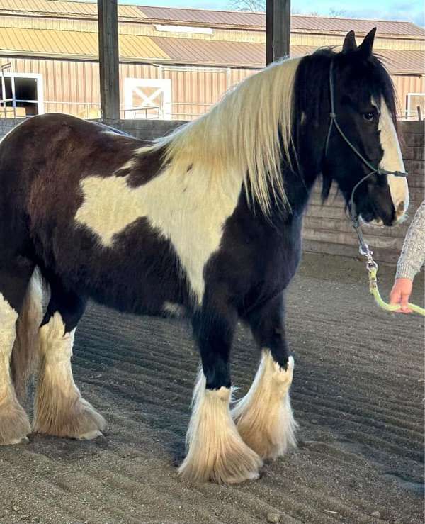 black-white-stallion-started-under-saddle-horse