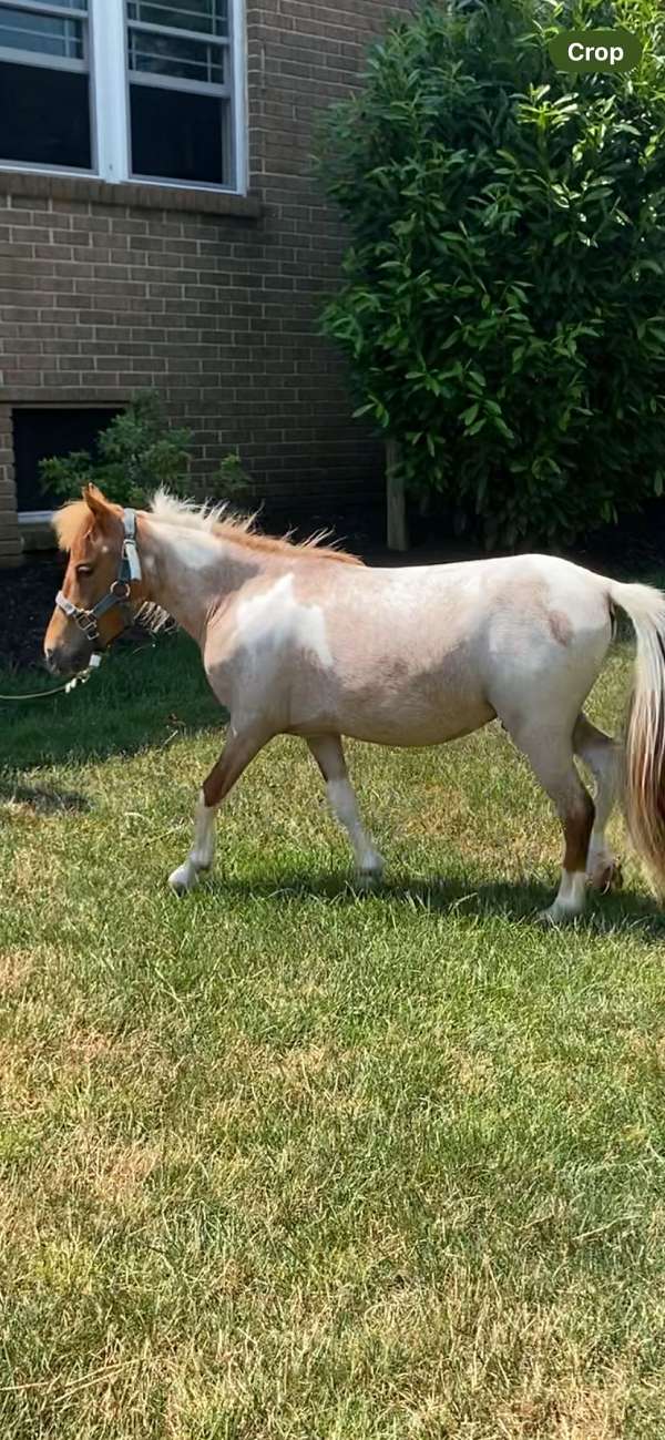 paint-pony-for-sale