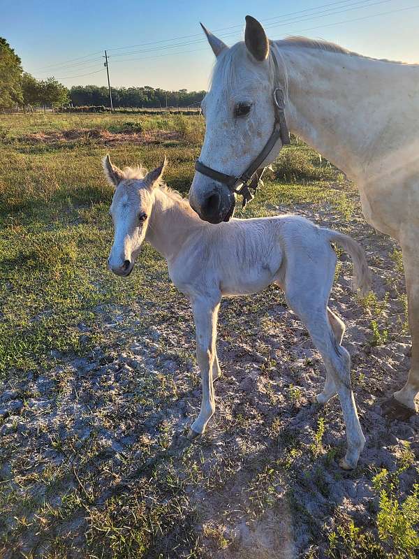 palomino-blanket-stripe-horse