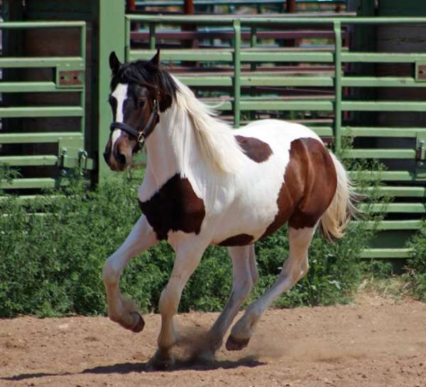 tobiano-hanoverian-colt