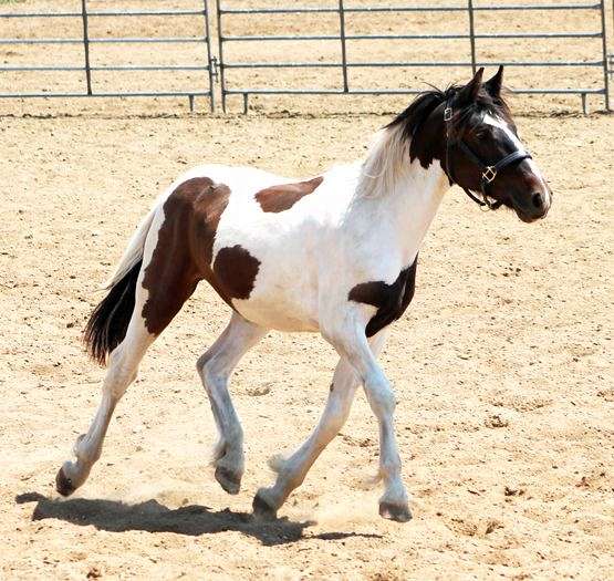 tobiano-hanoverian-for-sale