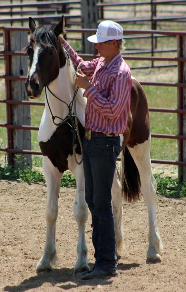 tobiano-hanoverian-horse