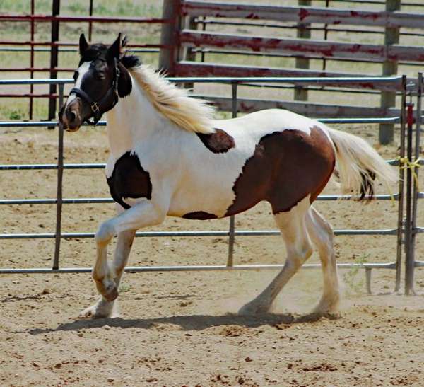 tobiano-hanoverian