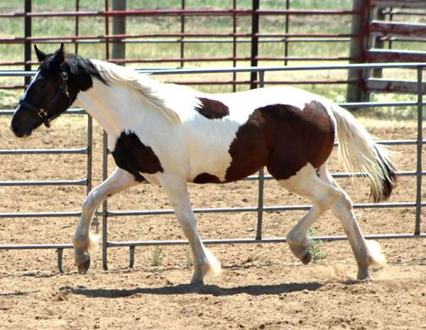 stripe-horse