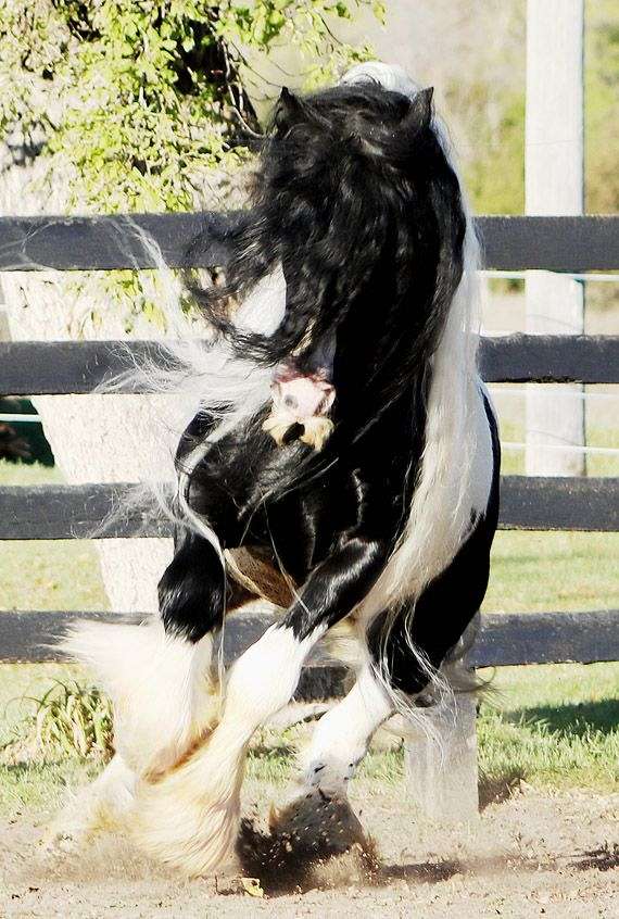 tobiano-star-horse