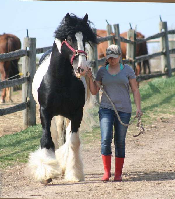 tobiano-snip-horse