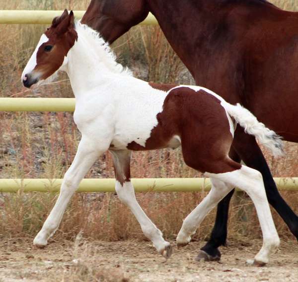 tobiano-hanoverian-horse