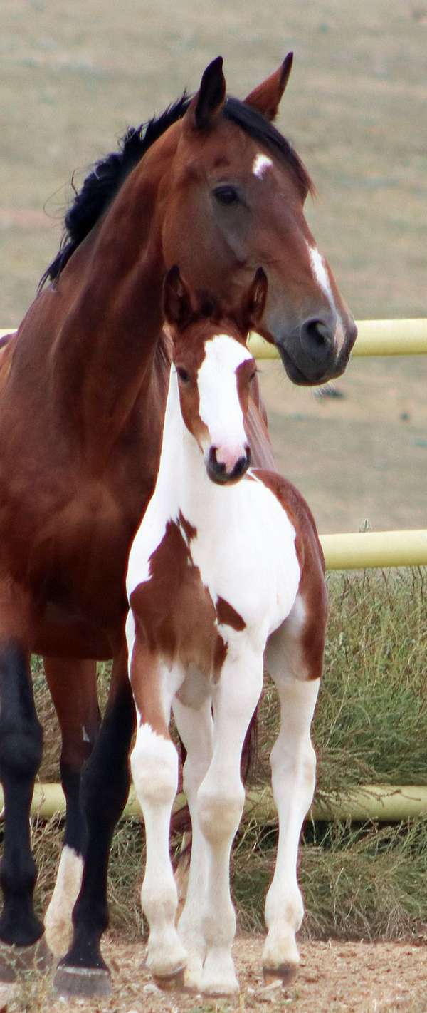 tobiano-hanoverian